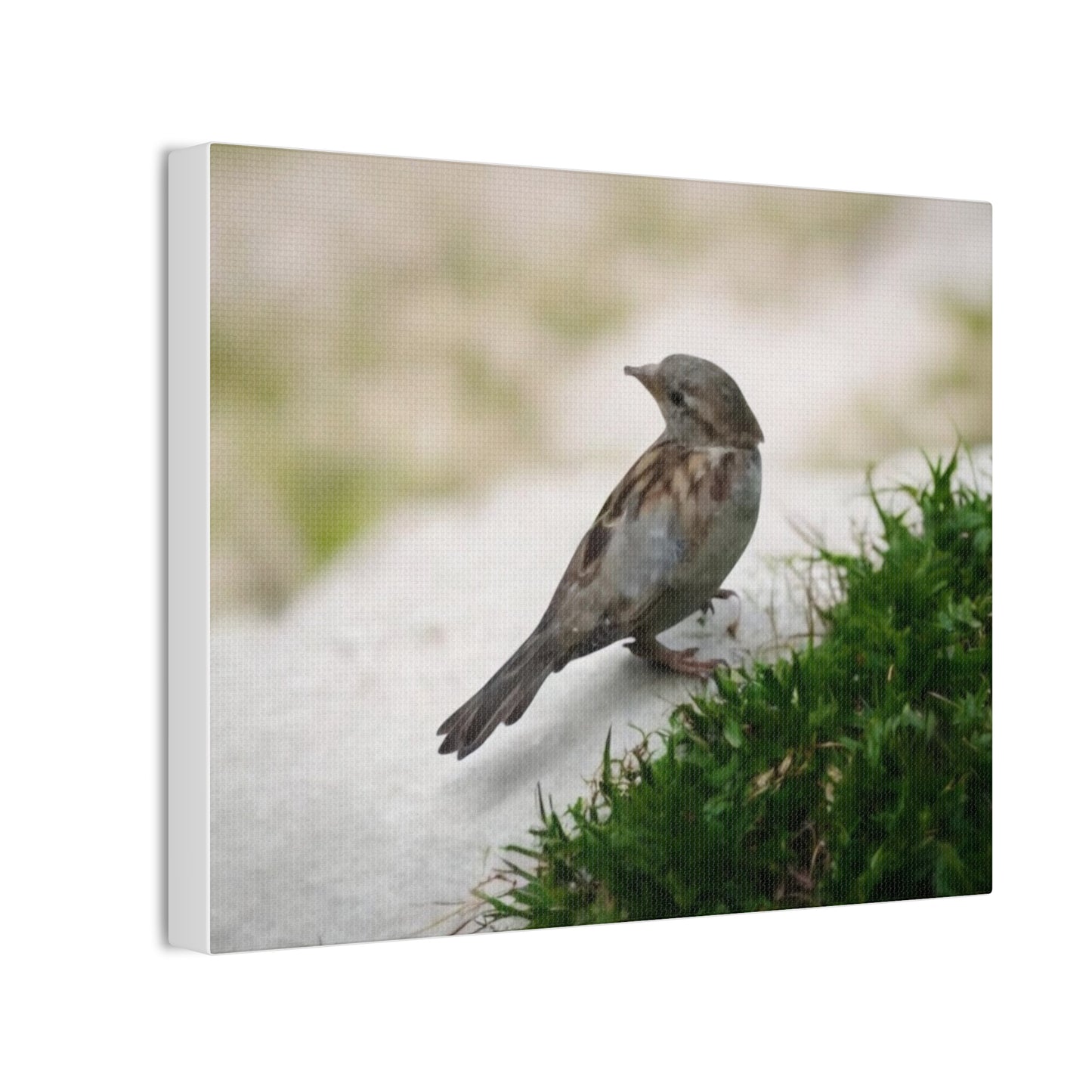 Bird Canvas Wall Art - Nature Decor, Wildlife Photography, Gift for Bird Lovers, Home Decoration, Rustic Wall Art