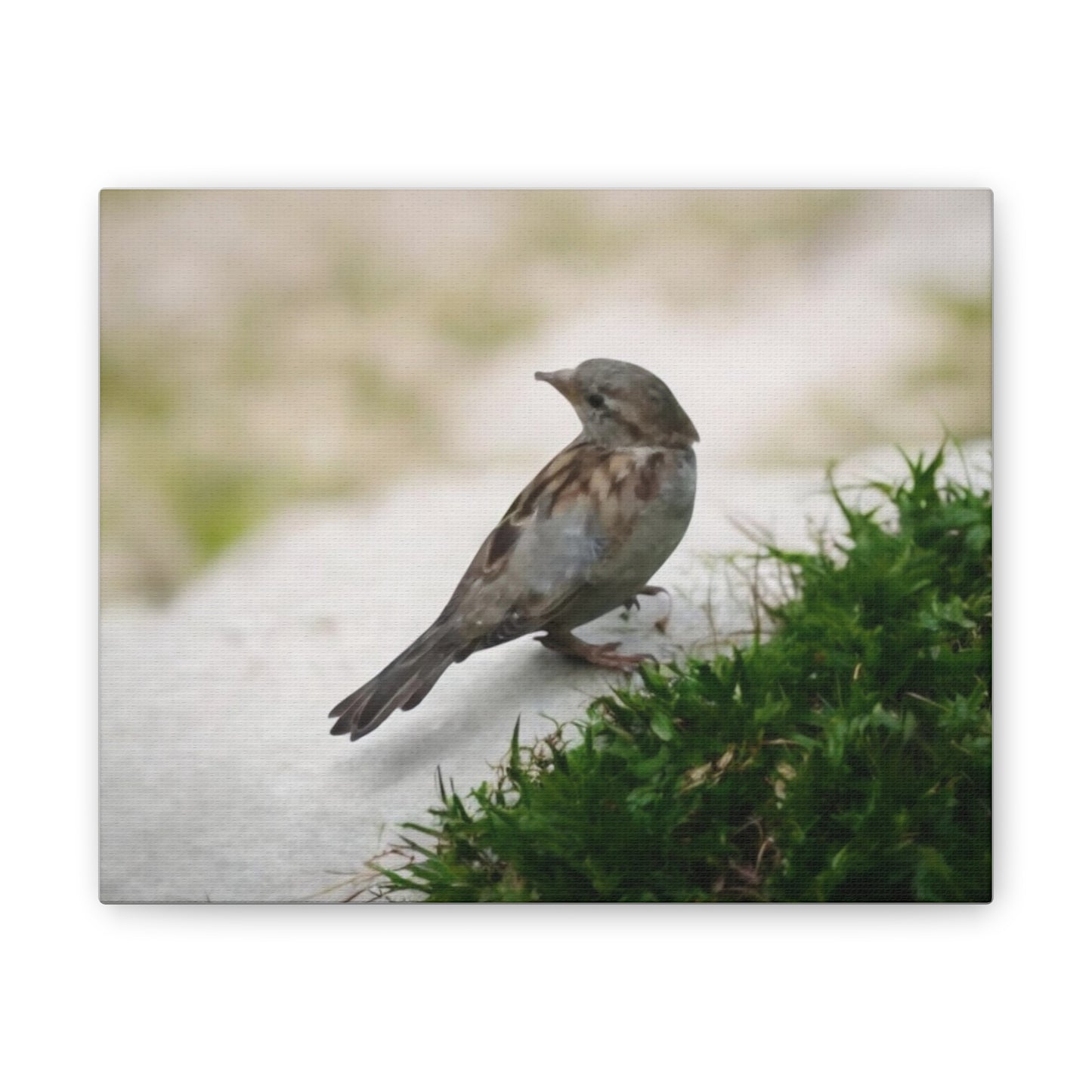 Bird Canvas Wall Art - Nature Decor, Wildlife Photography, Gift for Bird Lovers, Home Decoration, Rustic Wall Art